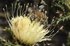 Banksia armata