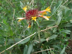 Gaillardia × grandiflora