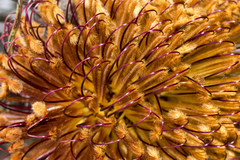 Banksia grossa