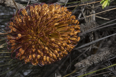Banksia grossa