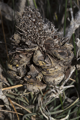 Banksia grossa