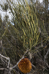 Banksia grossa