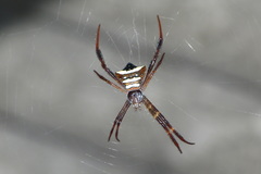 Argiope reinwardti