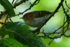 Phylloscopus grammiceps grammiceps