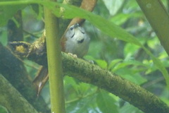 Cyanoderma melanothorax