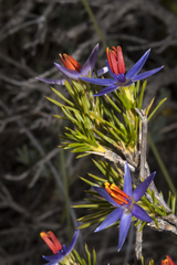 Calectasia cyanea