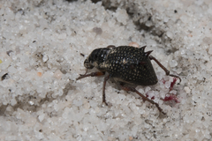 Catasarcus nephelodes