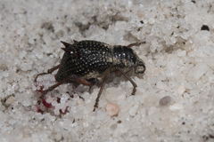 Catasarcus nephelodes