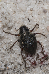 Catasarcus nephelodes