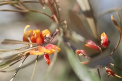 Grevillea refracta refracta