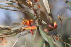 Grevillea refracta refracta