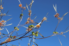 Grevillea refracta refracta
