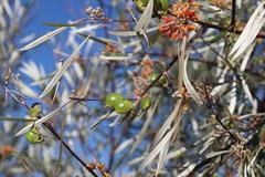 Grevillea refracta refracta
