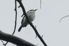 Hemipus hirundinaceus