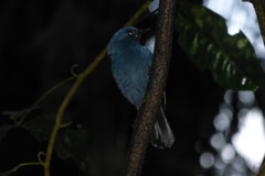 Cyornis unicolor