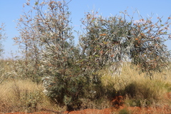 Grevillea refracta refracta