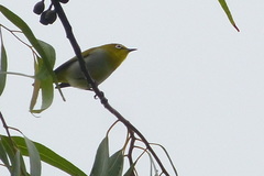 Zosterops melanurus buxtoni