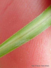 Kniphofia breviflora