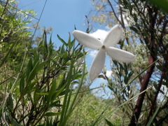 Bouvardia longiflora