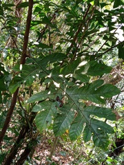 Artocarpus elasticus