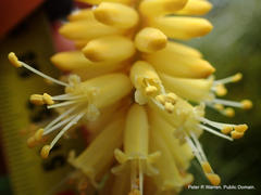 Kniphofia breviflora