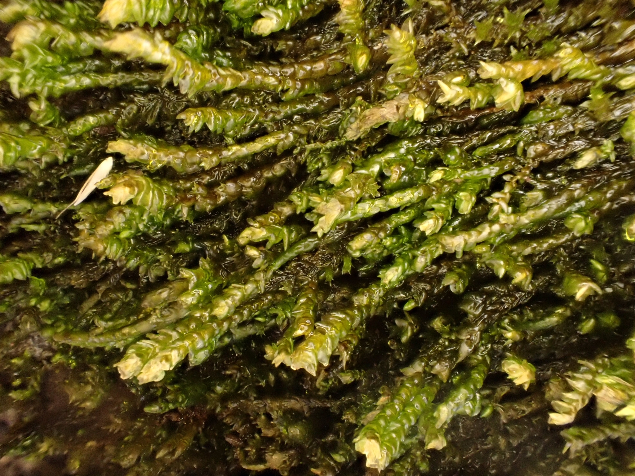 Pseudohygrohypnum eugyrium