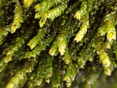 Pseudohygrohypnum