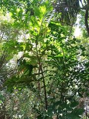Artocarpus elasticus