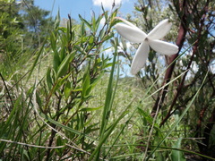 Bouvardia longiflora
