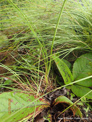 Kniphofia breviflora