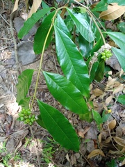 Phaleria octandra