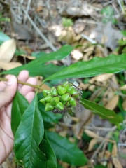 Phaleria octandra