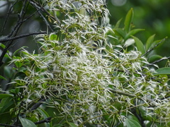 Clematis meyeniana