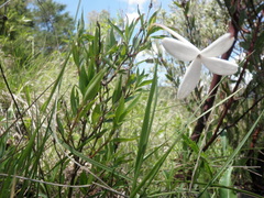 Bouvardia longiflora