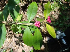 Phaleria octandra