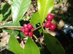 Phaleria octandra