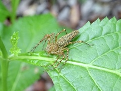 Hamadruas hieroglyphica