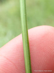 Kniphofia breviflora