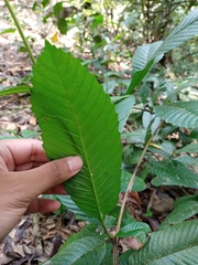 Tetracera