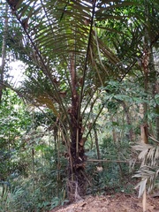 Arenga pinnata