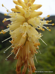 Kniphofia breviflora