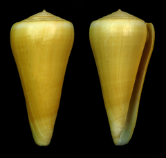 Conus alconnelli
