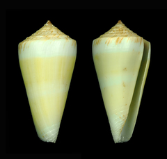 Conus alconnelli