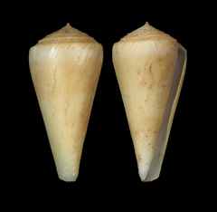 Conus alconnelli