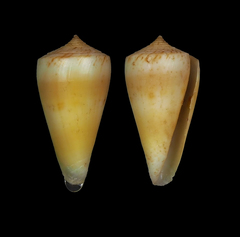 Conus alconnelli