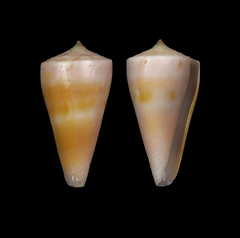 Conus alconnelli