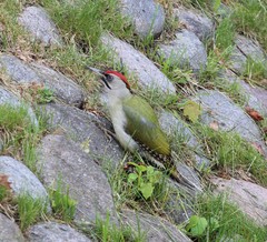 Picus canus × viridis
