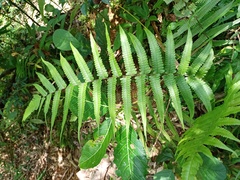 Christella subpubescens