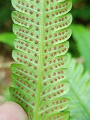 Christella subpubescens