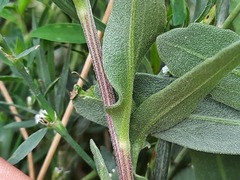 Gaillardia × grandiflora